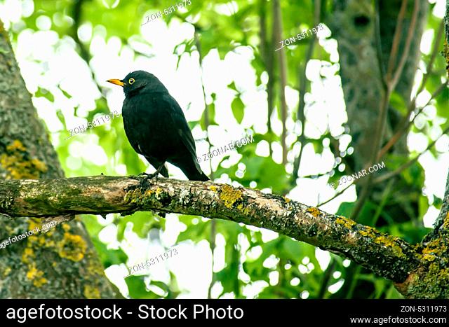 Close-up of a blackbird in a tree