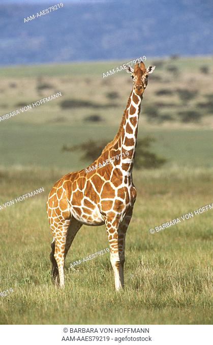 Reticulated Giraffe in Plains (G. c. reticulata) , Lewa Downs, Kenya