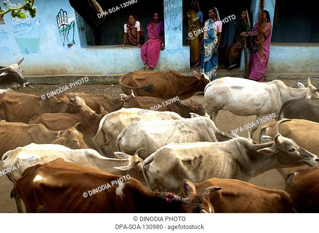 Cattle ; Carm Daksh ; Bilaspur ; Chhattisgarh ; India