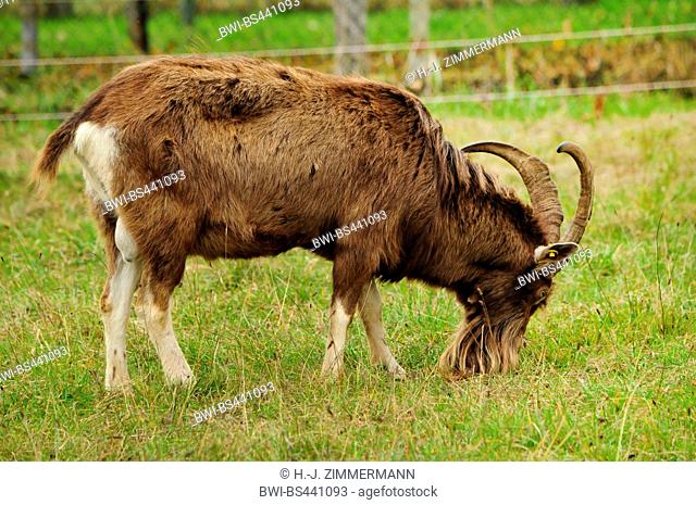 goat (Capra aegagrus f. hircus), billy goat on a pasture, grazing, Germany, Rhineland-Palatinate