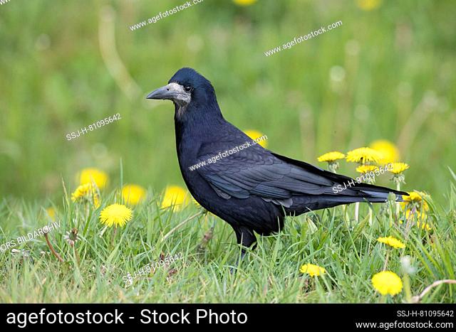 Rook (Corvus frugilegus). Adult standing on a meadow with flowering dandelion. Germany