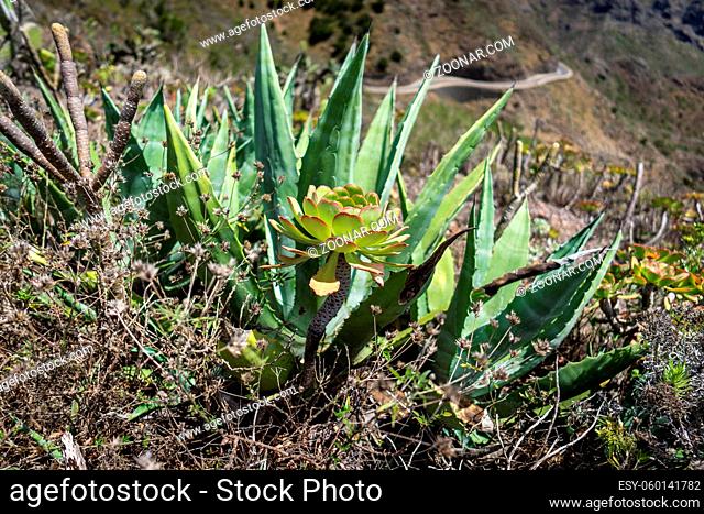Aeonium plant. Focus on the foreground. Tenerife. Canary Islands. Spain