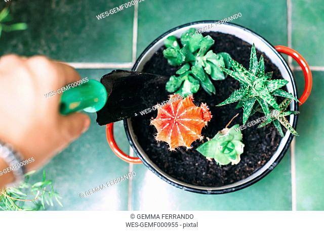 Woman's hand planting cactus in a pot