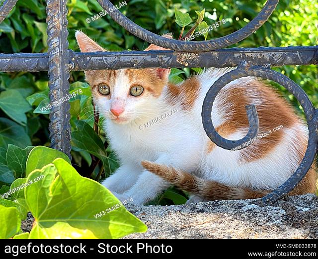Tabby and white kitten hidden behind an iron fence