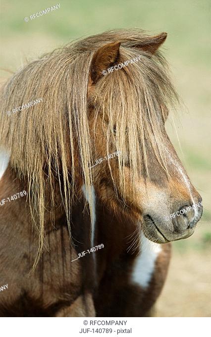 mini shetland pony - portrait