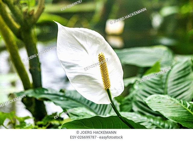 White Calla Lily with harmonic soft tropical background