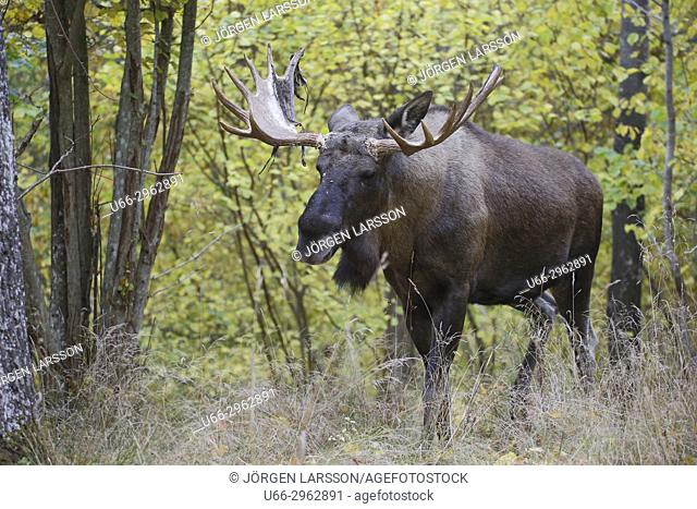 Moose bull, Gnesta, Sodermanland, Sweden