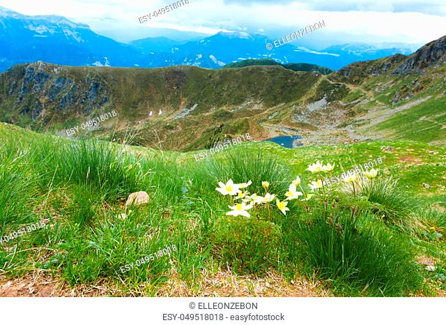Mountain top panorama. Yellow flowers with lake in background. Pulsatilla alpina from Italian alps