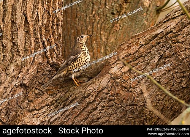 13 January 2023, Berlin: 13.01.2023, Berlin. A Mistle thrush (Turdus viscivorus) sits one January day on a tree at a place where the trunk forks