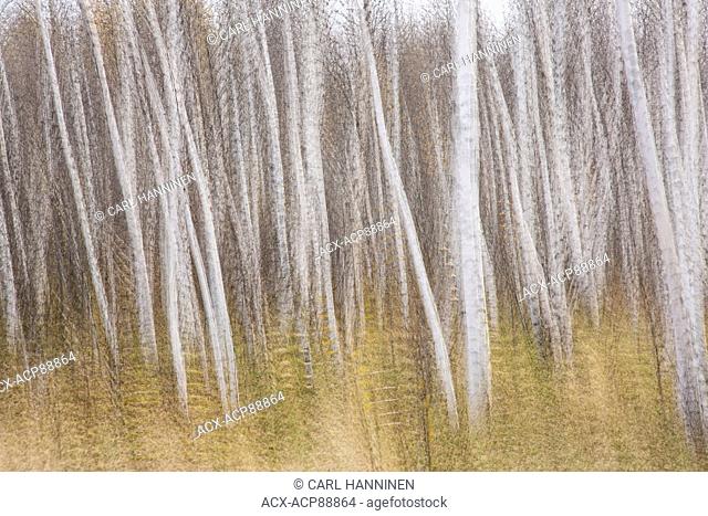 Abstract of birch trees (Betula papyrifera), Sudbury, Ontario, Canada