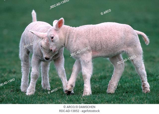 Texel Sheep lambs Texel Netherlands lamb