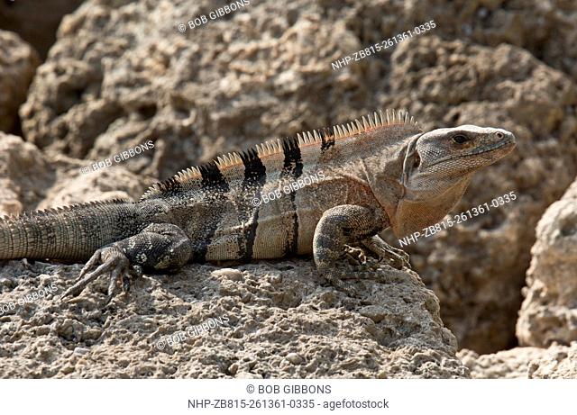 Black spiny-tailed iguana, black iguana, or black Ctenosaur, Ctenosaura similis, on rocky foreshore, Florida