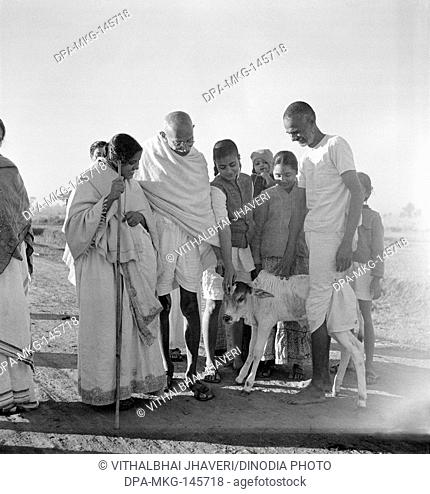 Abha Gandhi , standing next to Mahatma Gandhi , fondling a young calf at Sevagram Ashram , 1940 , Balwant Singh and Manubehn Mashruwala NO MR