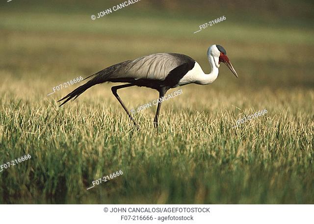 Wattled Crane (Grus Carunculatus). South Africa