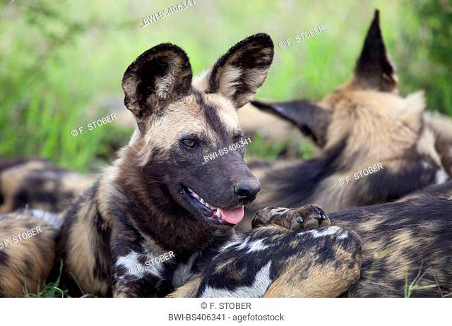 African wild dog, African hunting dog, Cape hunting dog, Painted dog, Painted wolf, Painted hunting dog, Spotted dog, Ornate wolf (Lycaon pictus), resting pack