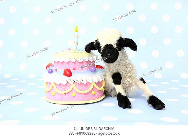 Valais Blacknose Sheep. Lamb (10 days old) lying next to a birthday cake. Studio picture against a light-blue background with polka dots. Germany