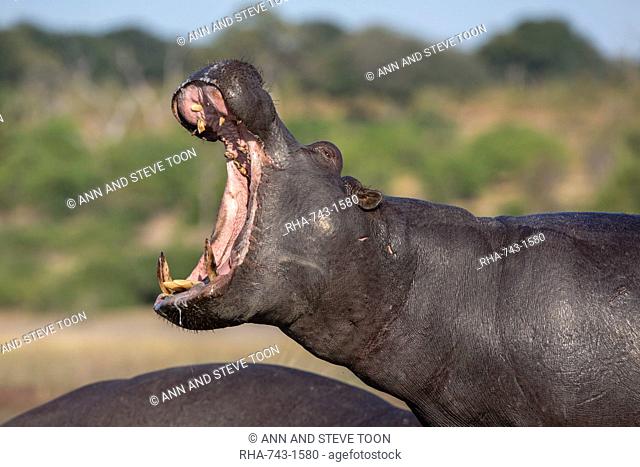 Hippo (Hippopotamus amphibius) yawning, Chobe National Park, Botswana, Africa