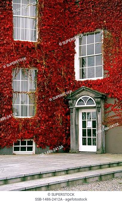 Ivy covering a house, Butler House, Kilkenny, County Kilkenny, Ireland