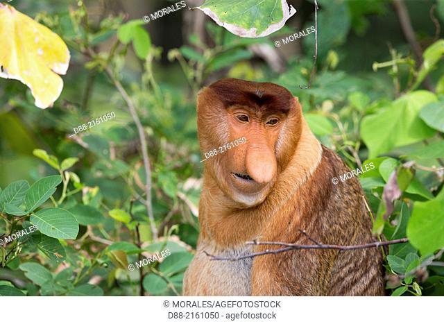 Asia, Borneo, Malaysia, Sarawak, Bako National Park, Proboscis monkey or long-nosed monkey (Nasalis larvatus), adult male