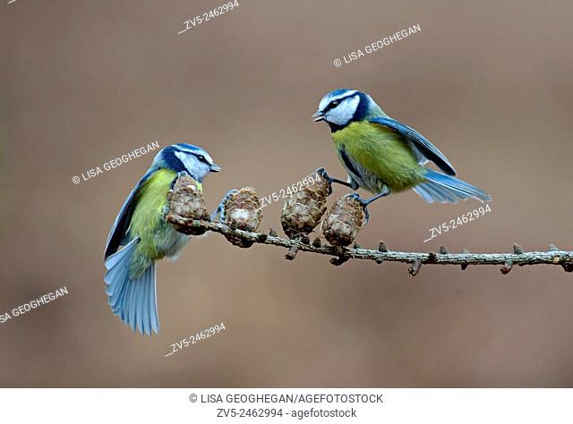 Pair of Blue Tits- Parus caeruleus perched on Larch-Larix