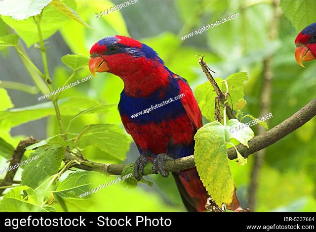 Red-and-blue lory, Moluccas (Eos histrio), Indonesia, Asia