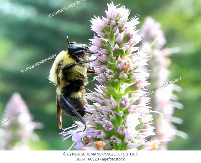 Bumblebee on Agastache Anise Hyssop, Licorice Mint, Agastache foeniculum, Agastache anisata, Stachys foeniculum flowers