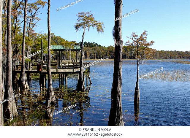 Docks on Gap Lake with Bald Cypress (Taxodium distichum), Sunny Hills, Florida