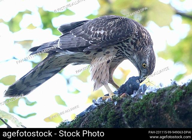 14 November 2023, Saxony, Leipzig: A hawk in its juvenile plumage plucks a pigeon from a tree in the backyard of a house in the southern suburbs