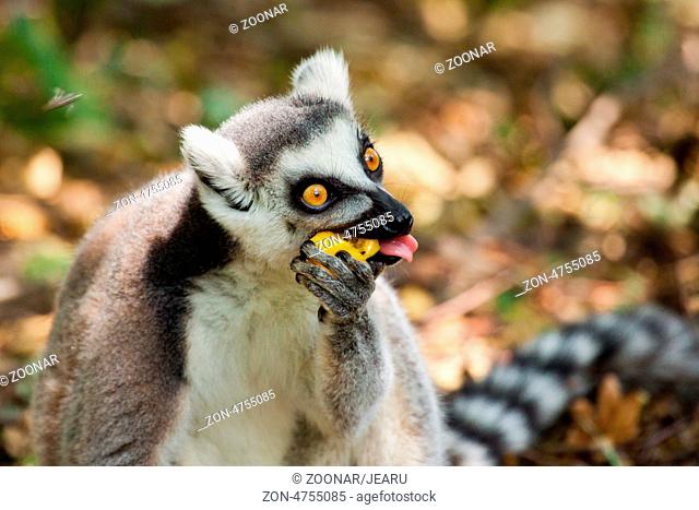 ring-tailed lemur (lemur catta)