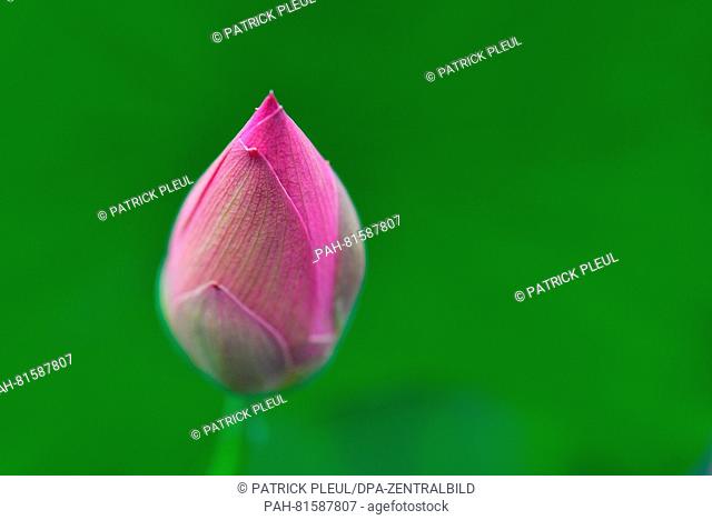 A lotus flower bud pictured at tHe water lily farm in Gross Rietz, Germany, 26 June 2016. Christian Meyer-Zilinski has been growing rare and new types of water...