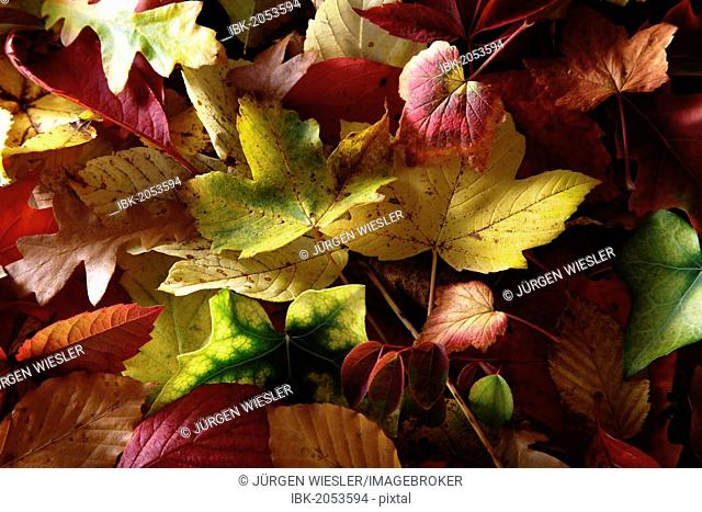 Autumn-coloured leaves of various deciduous trees