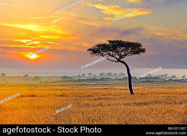 umbrella acacia (Acacia tortilis), shortly in front of sunrise, Masai Mara, Kenya, Africa