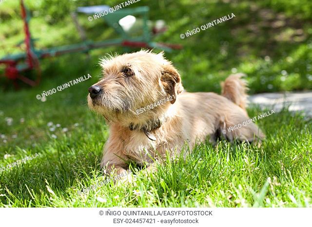 one brown terrier breed dog lying on green grass lawn