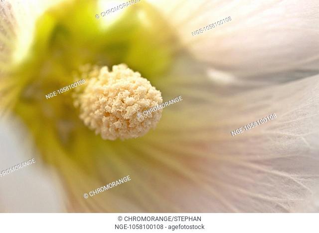 common hollyhock flower