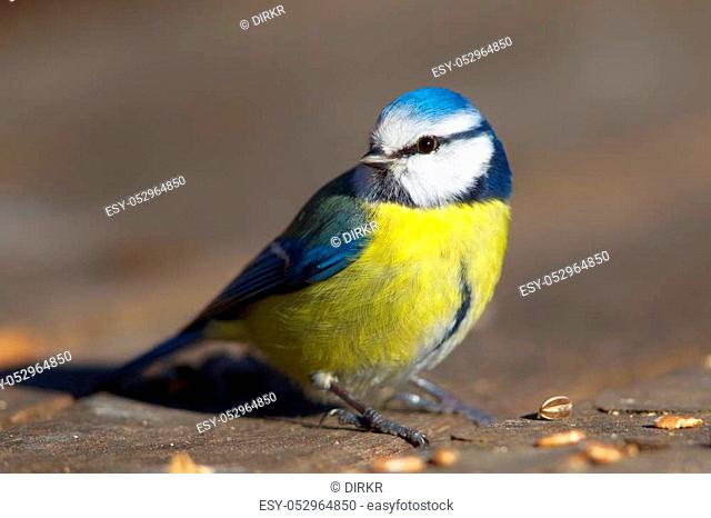Blue Tit (Cyanistes caeruleus) in the nature protection area Moenchbruch near Frankfurt, Germany
