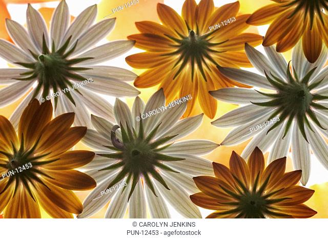 Collection of orange and white African daisies Osteospermum