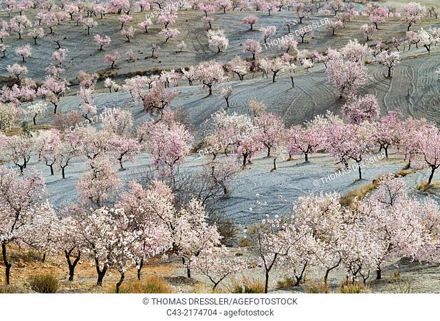 Cultivated almond trees (Prunus dulcis) in full blossom in February. Almería province, Andalusia, Spain