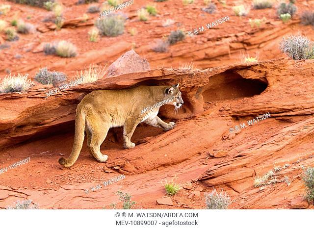 Cougar / Mountain Lion (Puma concolor). Game farm - near Moab - Utah - United States