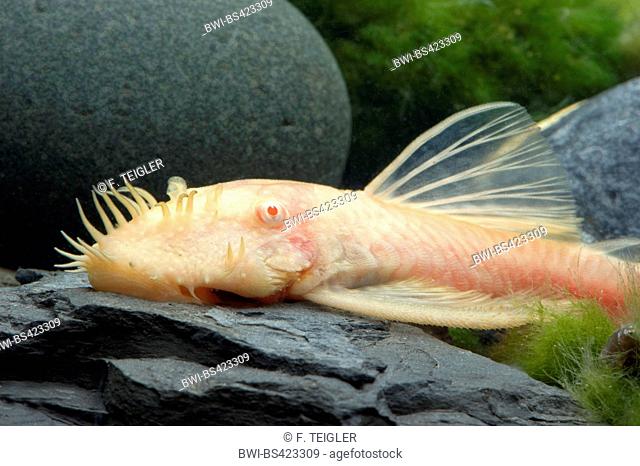 Sucker catfish (Ancistrus Gold), rests on a stone