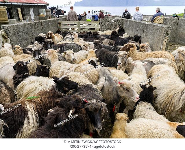Village Gjogv, dividing up of the sheep. The island Eysturoy one of the two large islands of the Faroe Islands in the North Atlantic