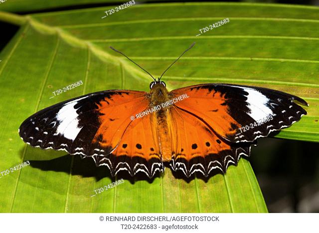 Orange Lacewing Butterfly, Cethosia penthesilea, Queensland, Australia