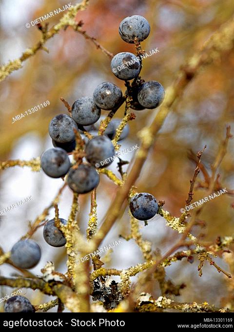 Fruits of the common sloe, blackthorn, Prunus spinosa