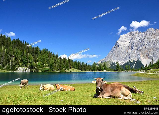 Mountain lake, summer, cows, mountain ridge, Ehrwalder Alm, Seebensee, Zugspitze, Tyrol, Österreic