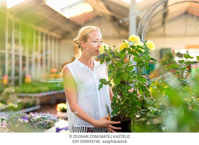 Florists woman working with flowers at greenhouse, holding and smelling blooming yellow potted roses