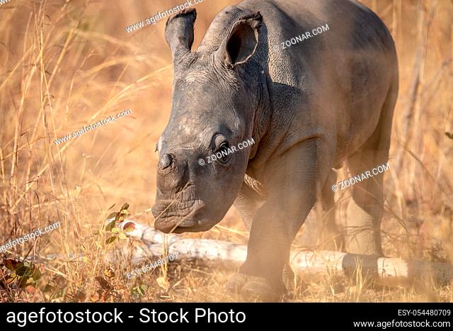 Baby White rhino calf in the high grass in the Welgevonden game reserve, South Africa