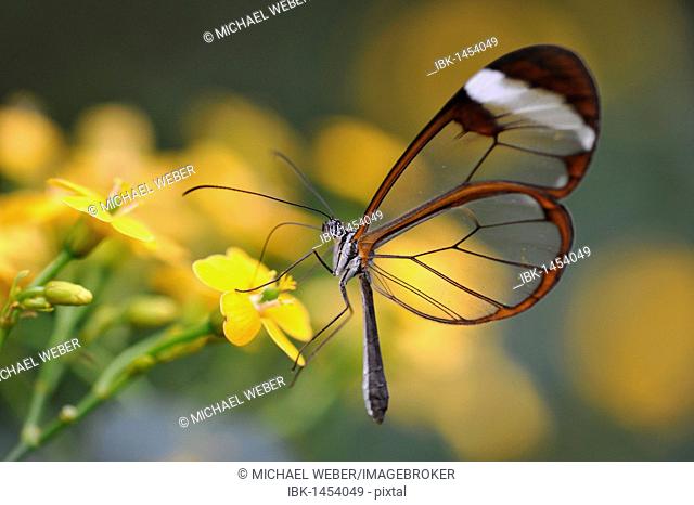 Glass wing butterfly (Greta oto), South America