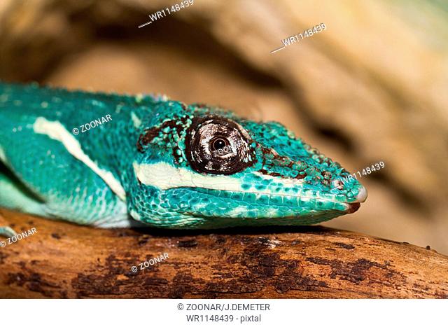 Knight Anole in the nature ( Anolis equestris )