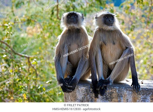 India, Rajasthan state, Ranakpur, Langur monkeys at the Adinath Jain temple