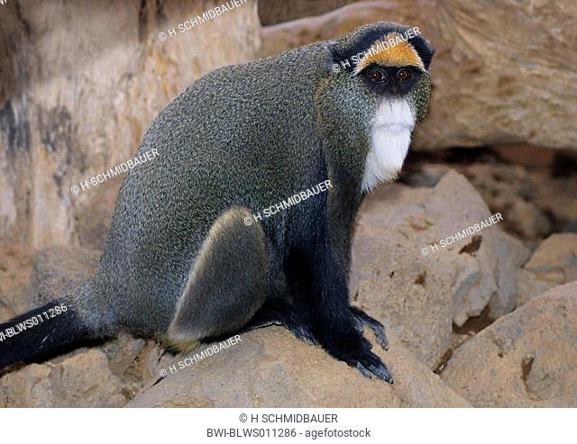 De Brazza's monkey Cercopithecus neglectus, sitting on stone