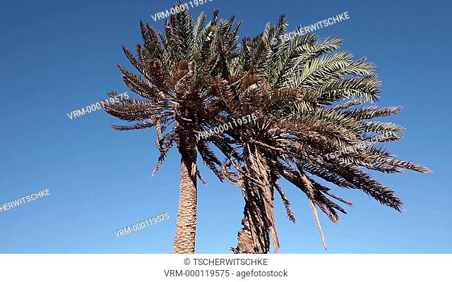 Palms, re sea, Egypt, Sinai